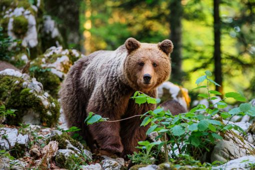 Bear in Notranjska region