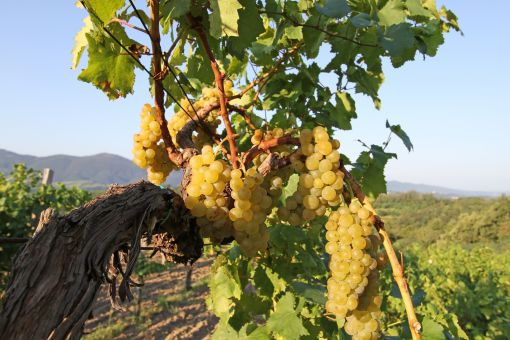 Grapes in Vipava valley