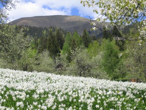 Beautiful meadow